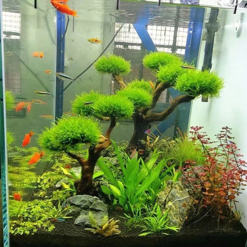 Aquarium Planted Tree - Деревянная рама для ослабления аквариума, аксессуары