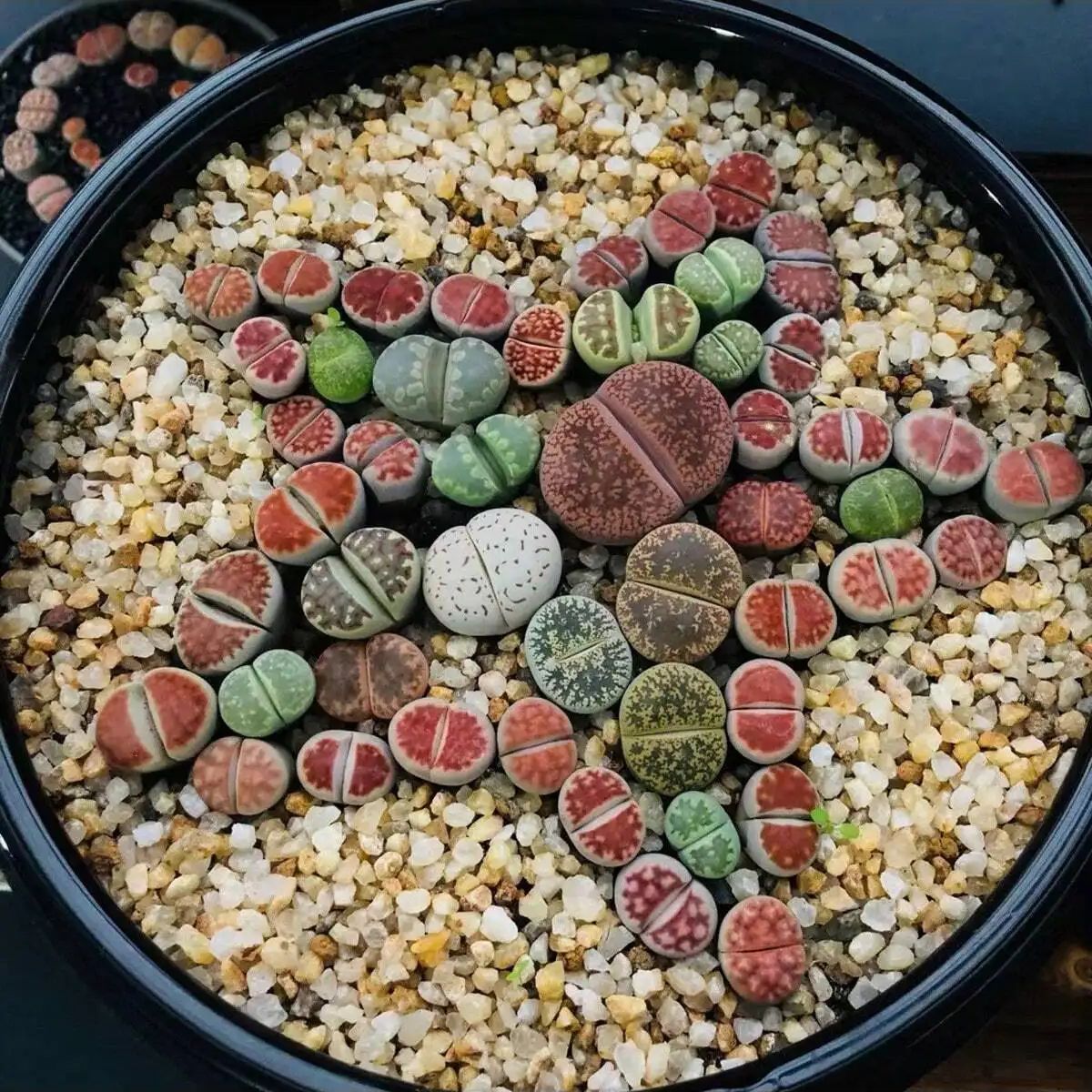1 шт.-250 г натуральные криста – обзор и цена Aquarium Planted Soil