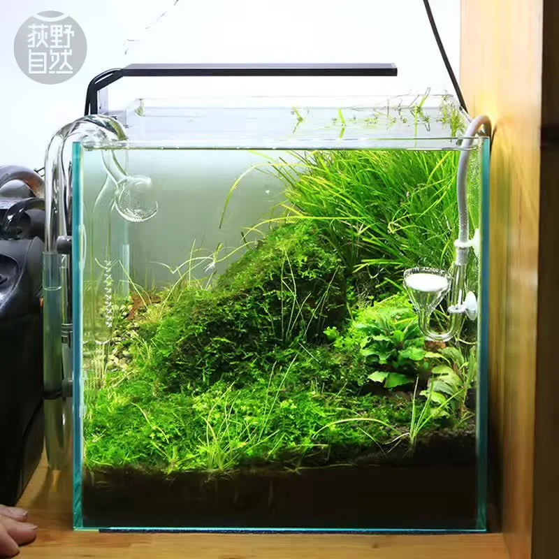 Chihiros C серии ADA стиль для – обзор и цена Aquarium Plant Diseases