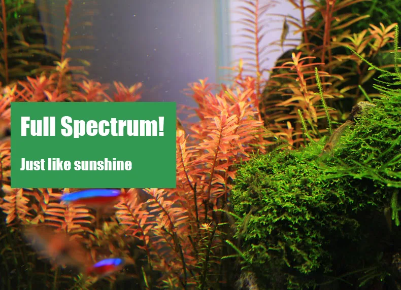 Chihiros C серии ADA стиль для – обзор и цена Aquarium Plant Diseases
