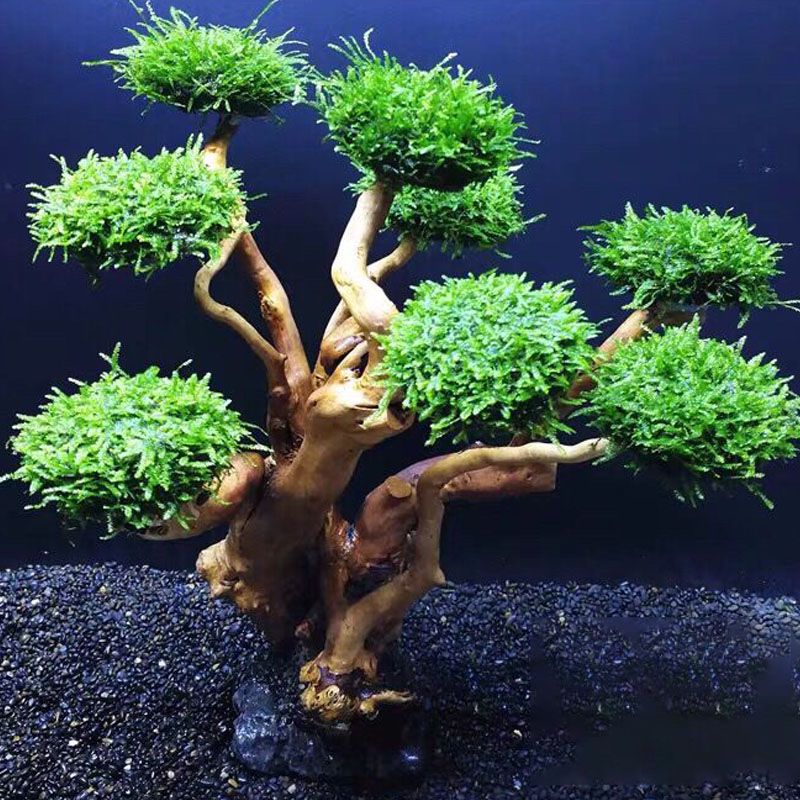 Деревянная рама для ослабления – обзор и цена Aquarium Planted Tree