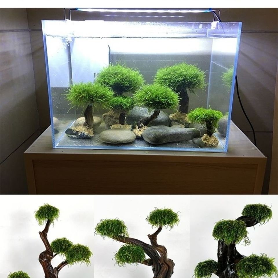 Деревянная рама для ослабления – обзор и цена Aquarium Planted Tree
