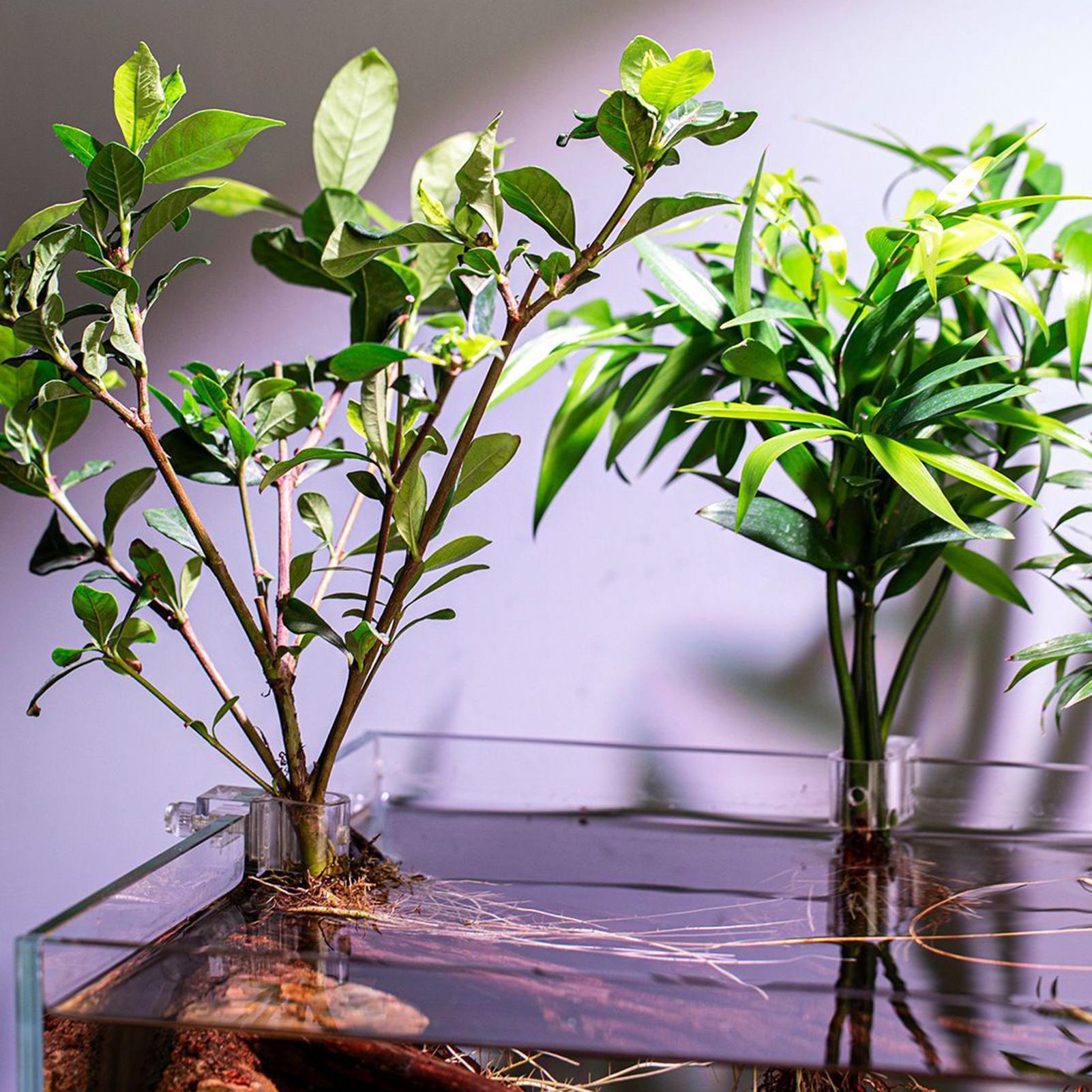 Набор из 6 прозрачных подставо – обзор и цена Aquarium Plant Diseases