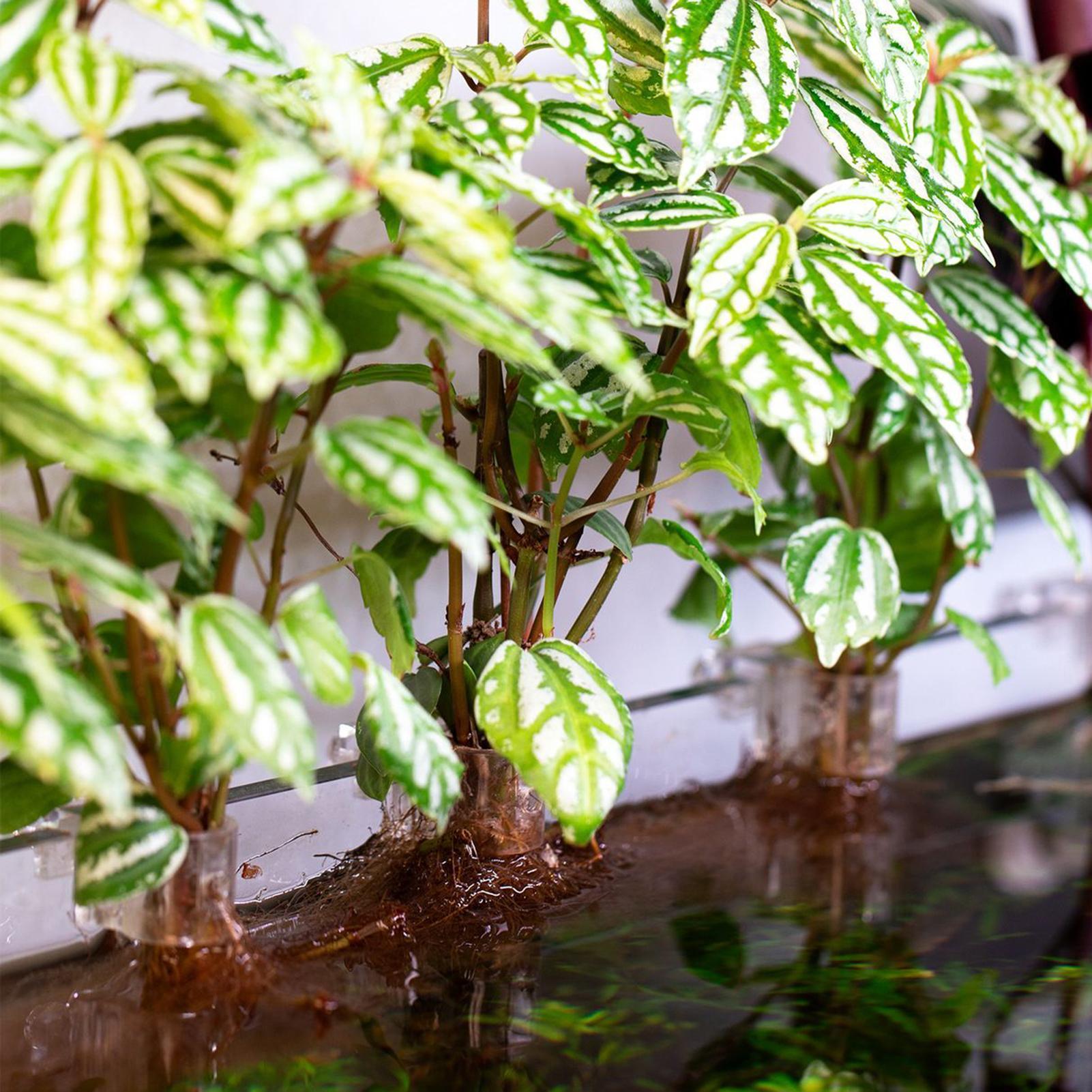 Набор из 6 прозрачных подставо – обзор и цена Aquarium Plant Diseases